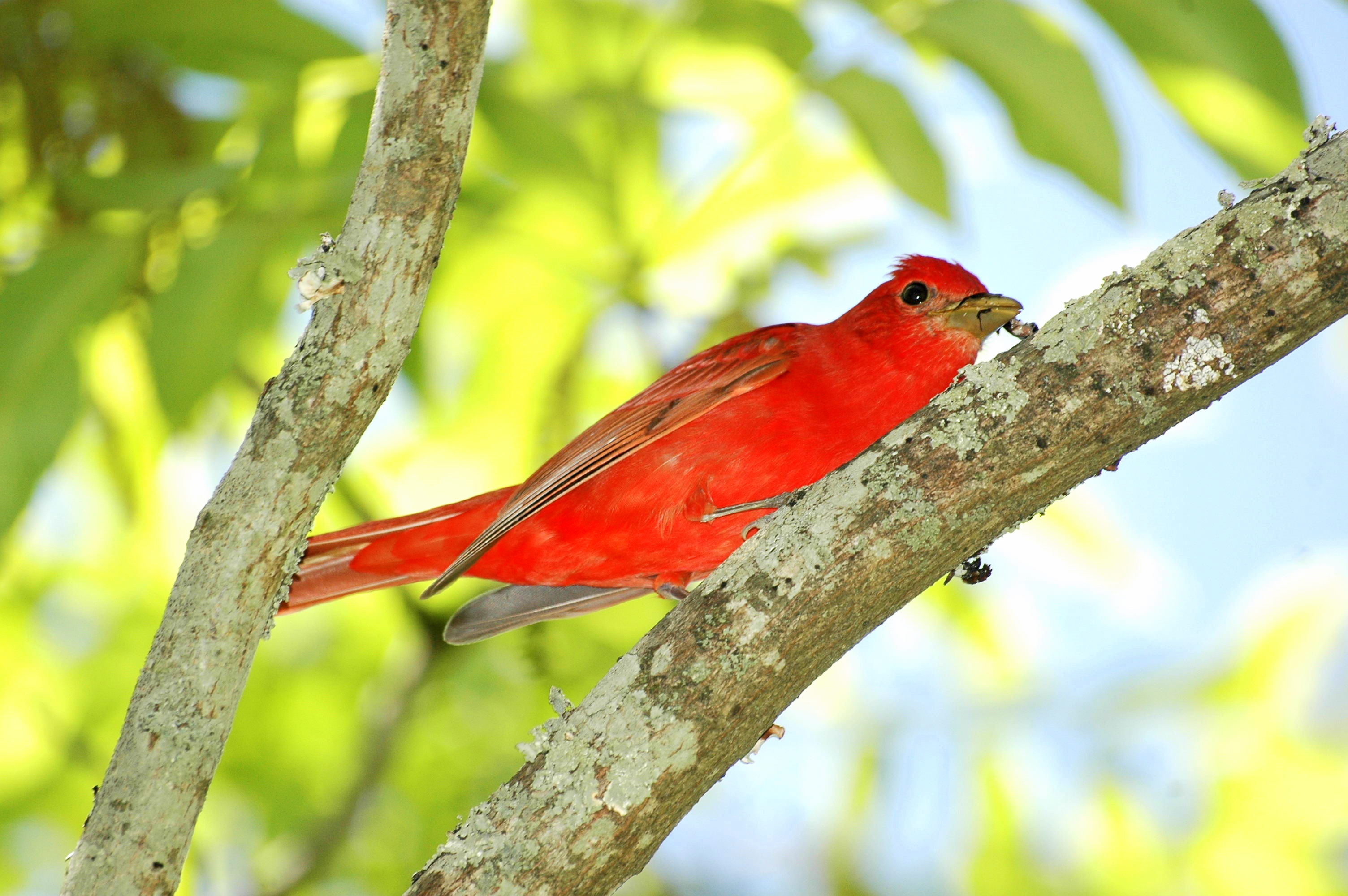 Immature Summer Tanager