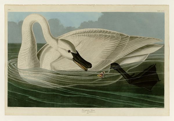 Trumpeter swan by James Audubon