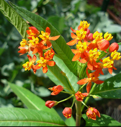 Tropical milkweed is not native to California. (Asclepias curassavica) Creative Commons