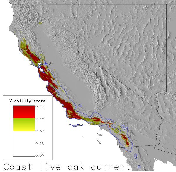 coast-live-oak-current